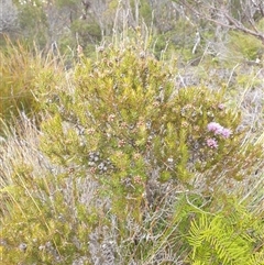 Melaleuca squamea at Southwest, TAS - 18 Nov 2024 06:09 PM