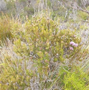 Melaleuca squamea at Southwest, TAS - 18 Nov 2024 06:09 PM