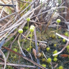 Unidentified Moss, Liverwort or Hornwort at Southwest, TAS - 18 Nov 2024 by Detritivore