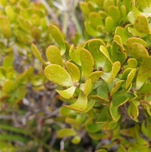 Persoonia gunnii at Southwest, TAS - 19 Nov 2024 05:05 PM