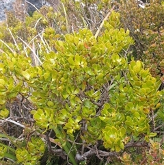 Persoonia gunnii at Southwest, TAS - 19 Nov 2024 05:05 PM