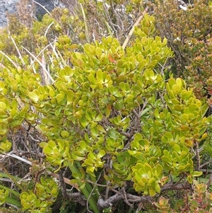 Persoonia gunnii at Southwest, TAS - 19 Nov 2024 05:05 PM