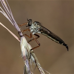 Cerdistus sp. (genus) (Slender Robber Fly) at Bruce, ACT - 21 Nov 2024 by AlisonMilton