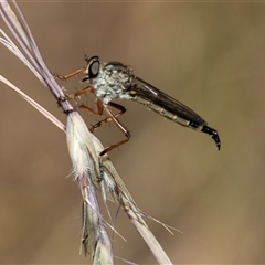 Cerdistus sp. (genus) at Bruce, ACT - 22 Nov 2024