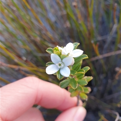 Philotheca virgata (Tasmanian Waxflower) at Southwest, TAS - 21 Nov 2024 by Detritivore