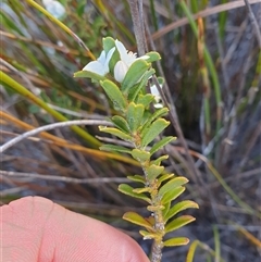 Philotheca virgata at suppressed - suppressed