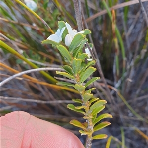 Philotheca virgata at suppressed - suppressed