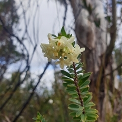 Pimelea linifolia at Southwest, TAS - 18 Nov 2024 by Detritivore