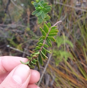 Pimelea linifolia at Southwest, TAS - 18 Nov 2024 06:10 PM