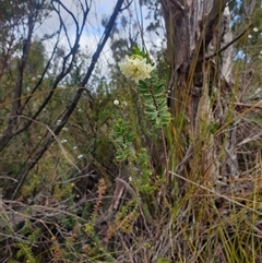 Pimelea linifolia at Southwest, TAS - 18 Nov 2024 06:10 PM