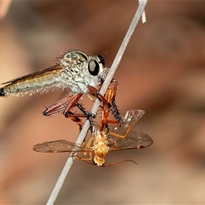 Zosteria sp. (genus) at Bruce, ACT - 22 Nov 2024