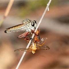 Zosteria sp. (genus) at Bruce, ACT - 22 Nov 2024