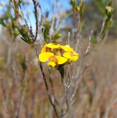 Dillwynia glaberrima (Smooth Parrot-pea) at Southwest, TAS - 21 Nov 2024 by Detritivore