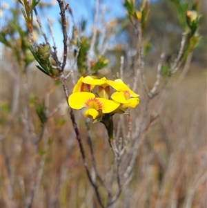 Pultenaea dentata at Southwest, TAS by Detritivore