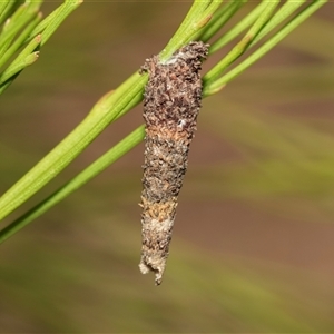 Conoeca or Lepidoscia (genera) IMMATURE at Bruce, ACT - 22 Nov 2024