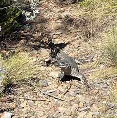 Varanus rosenbergi (Heath or Rosenberg's Monitor) at Mount Clear, ACT - 22 Nov 2024 by JillianM