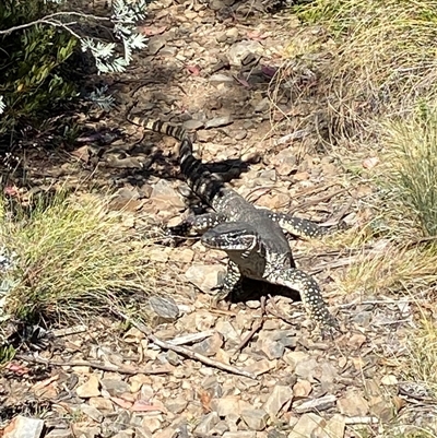 Varanus rosenbergi (Heath or Rosenberg's Monitor) at Mount Clear, ACT - 21 Nov 2024 by JillianM