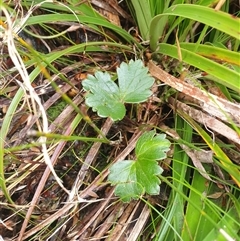 Anemone crassifolia (Mountain Anemone) at Southwest, TAS - 19 Nov 2024 by Detritivore