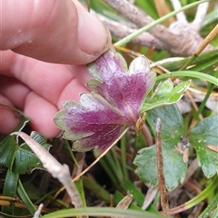 Anemone crassifolia at Southwest, TAS - 19 Nov 2024 05:32 PM