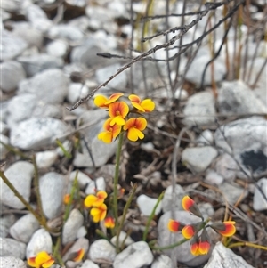 Sphaerolobium minus at Southwest, TAS by Detritivore