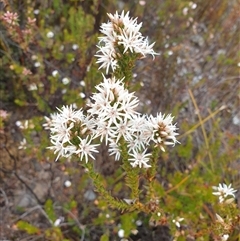 Sprengelia incarnata at Southwest, TAS - 16 Nov 2024 by Detritivore