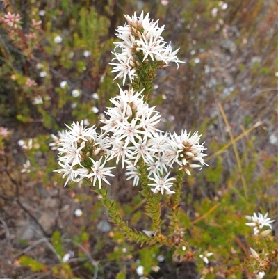 Sprengelia incarnata at Southwest, TAS - 16 Nov 2024 by Detritivore