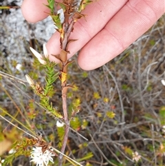 Sprengelia incarnata at Southwest, TAS - suppressed