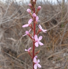 Stylidium graminifolium at Southwest, TAS - 16 Nov 2024 by Detritivore