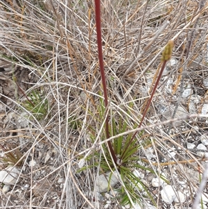 Stylidium graminifolium at Southwest, TAS - 16 Nov 2024 05:06 PM