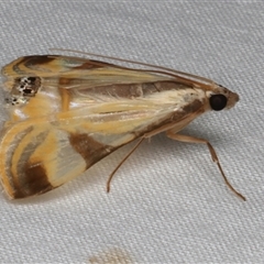 Talanga tolumnialis at Bulli, NSW - 21 Nov 2024 10:21 PM