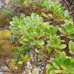 Tasmannia lanceolata at Southwest, TAS - 19 Nov 2024 by Detritivore