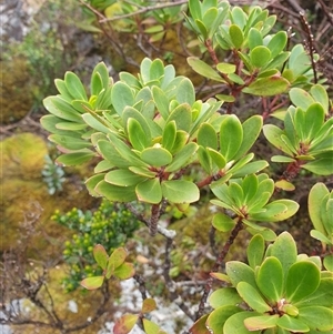 Tasmannia lanceolata at Southwest, TAS by Detritivore