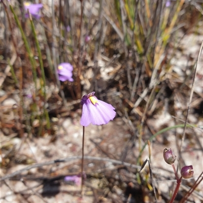 Utricularia sp. (Bladderwort) at Southwest, TAS - 21 Nov 2024 by Detritivore