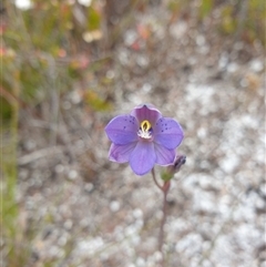 Thelymitra sp. at Southwest, TAS - 16 Nov 2024 by Detritivore