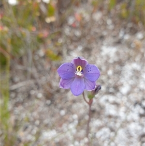 Thelymitra sp. at Southwest, TAS by Detritivore