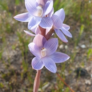 Thelymitra sp. at Southwest, TAS by Detritivore