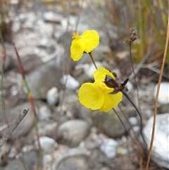 Xyris operculata at Southwest, TAS - 16 Nov 2024 by Detritivore