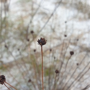 Xyris sp. at Southwest, TAS by Detritivore