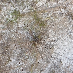 Xyris sp. at Southwest, TAS - 21 Nov 2024 07:34 AM