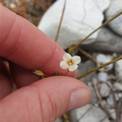 Mitrasacme pilosa (Hairy Mitrewort) at Southwest, TAS - 16 Nov 2024 by Detritivore