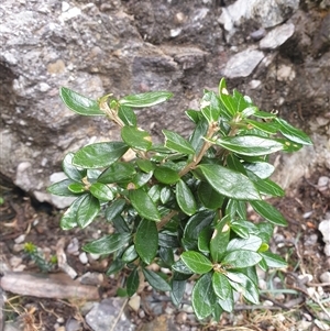 Olearia persoonioides at Southwest, TAS - 19 Nov 2024 05:15 PM