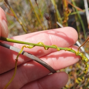 Cassytha sp. at Southwest, TAS by Detritivore