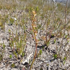 Unidentified Orchid at Southwest, TAS - 20 Nov 2024 by Detritivore