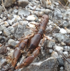 Unidentified Freshwater Crayfish at Southwest, TAS - 16 Nov 2024 by Detritivore