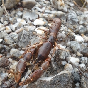 Unidentified Freshwater Crayfish at Southwest, TAS by Detritivore