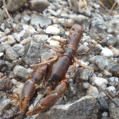 Unidentified Freshwater Crayfish at Southwest, TAS - 16 Nov 2024 by Detritivore