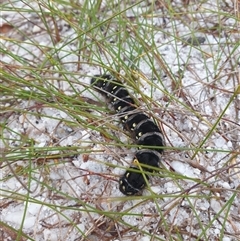 Pterolocera leucocera at Southwest, TAS - 16 Nov 2024 by Detritivore