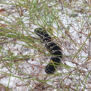 Pterolocera leucocera at Southwest, TAS - 17 Nov 2024 08:38 AM