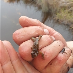 Unidentified Frog at Southwest, TAS - 16 Nov 2024 by Detritivore