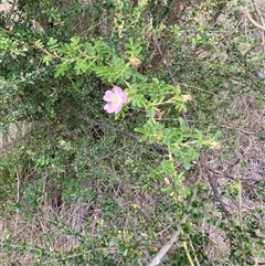 Rosa rubiginosa at Watson, ACT - 19 Nov 2024 by waltraud